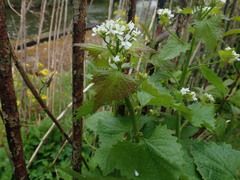 Alliaria petiolata