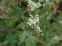 Anthriscus sylvestris
