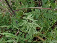 Anthriscus sylvestris