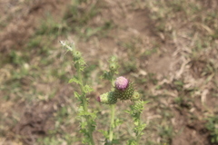 Cirsium mexicanum