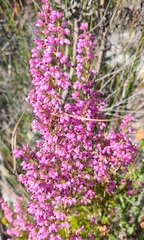 Erica nutans