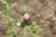 Cirsium mexicanum