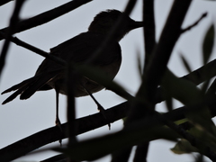 Turdus grayi