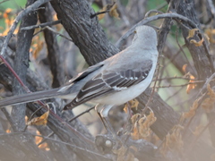 Mimus polyglottos