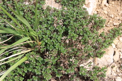 Thymus bashkiriensis