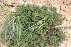 Thymus bashkiriensis