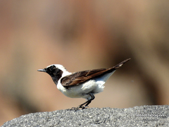 Oenanthe melanoleuca
