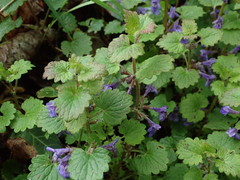 Glechoma hederacea