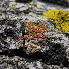 Athallia pyracea