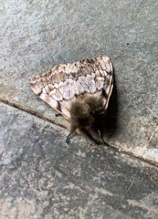 Ormiscodes nigrosignata