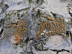 Caloplaca cerina