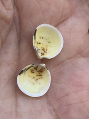 Laevicardium mortoni