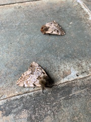 Ormiscodes nigrosignata