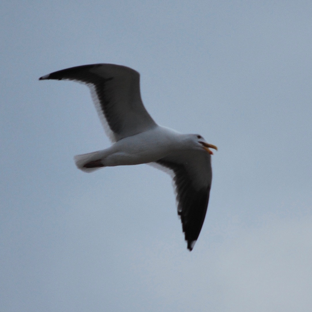 Western Gull