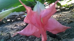 Brugmansia sanguinea
