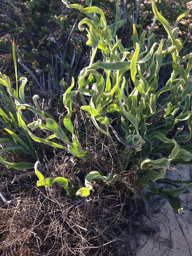 Leptosema tomentosum, 2015-09-30