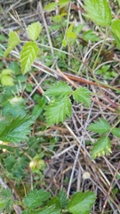 Rubus ursinus