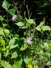 Centaurea × moncktonii