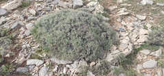 Hormathophylla spinosa