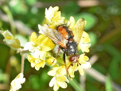 Eudoromyia