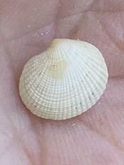 Ctena orbiculata