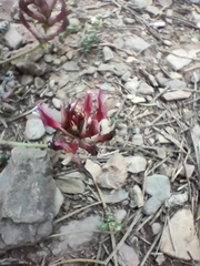 Astragalus incanus nummularioides