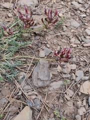 Astragalus incanus nummularioides