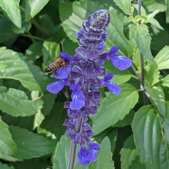 Apis mellifera