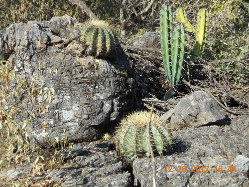 Bisnaga glaucescens