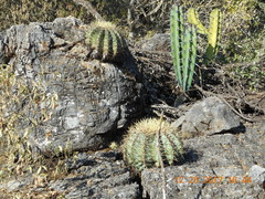Bisnaga glaucescens