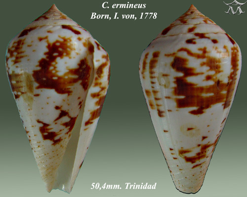 Agate Cone