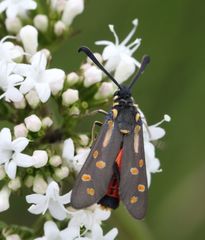Neurosymploca concinna