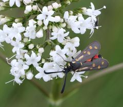 Neurosymploca concinna