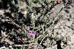 Jamesbrittenia foliolosa