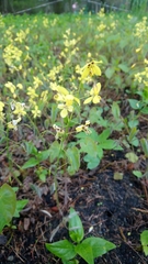 Epimedium × versicolor