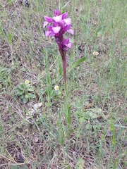 Anacamptis papilionacea grandiflora