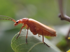 Rhagonycha fulvaliena