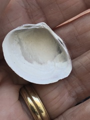 Polymesoda floridana