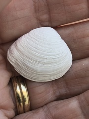 Polymesoda floridana