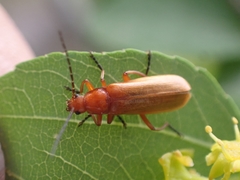 Rhagonycha fulvaliena