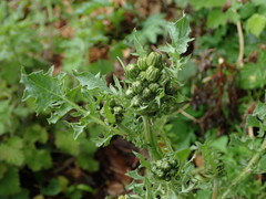 Crepis vesicaria