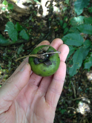 Diospyros nigra