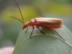 Rhagonycha fulvaliena