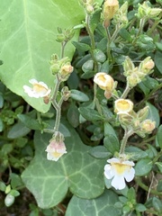 Chaenorhinum origanifolium crassifolium