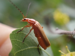 Rhagonycha fulvaliena