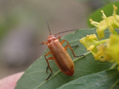 Rhagonycha fulvaliena