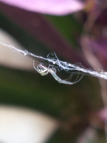 Leucauge volupis