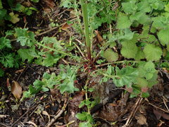 Crepis vesicaria