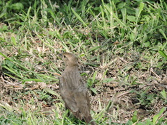 Molothrus ater