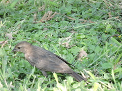 Molothrus ater
